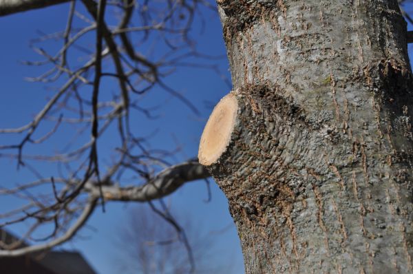 Apple Tree Pruning
