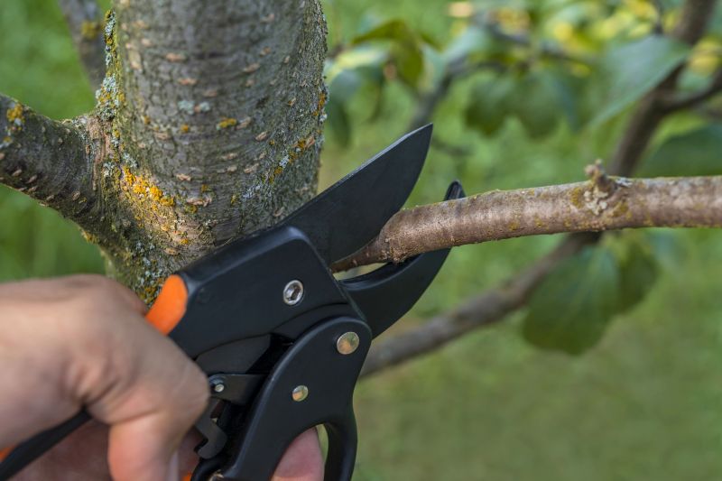 Spring Limb Pruning