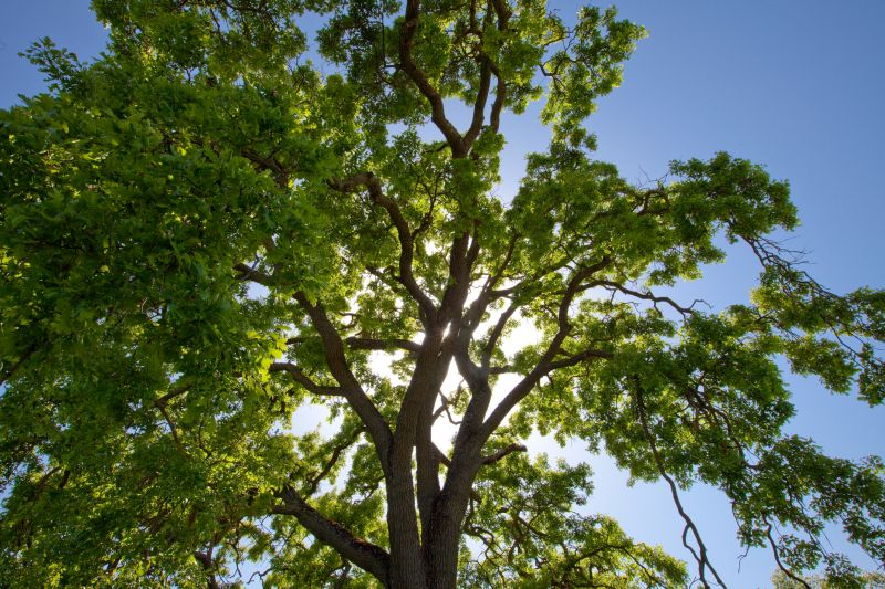Pruned Tree with Clear Canopy