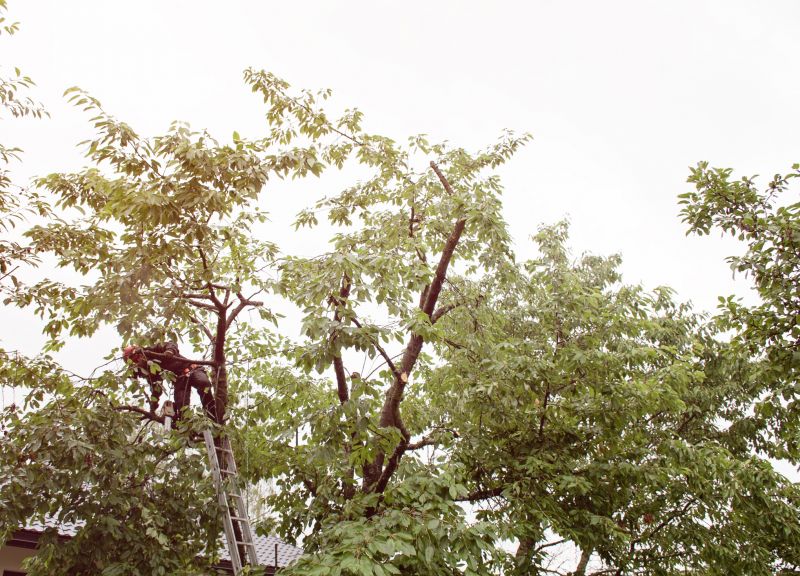 Limb Pruning in Progress