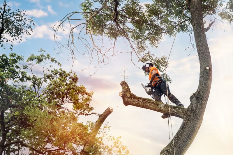 Arborist with Safety Gear